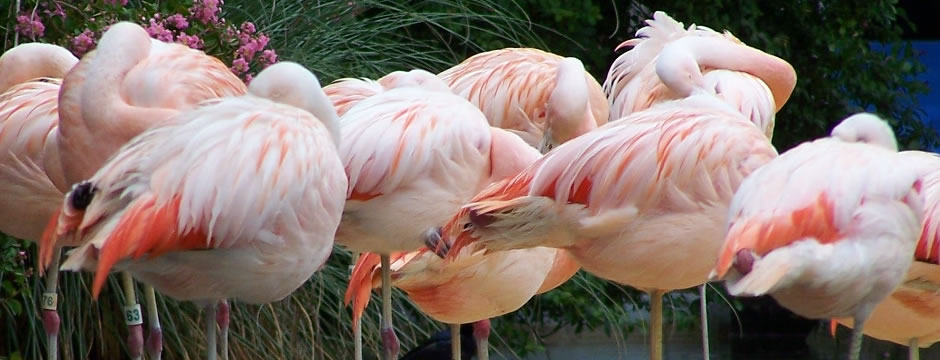 自动攻击网站工具下载